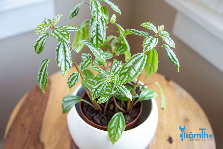 Hổ nhĩ trắng/Aluminum Plant (Pilea Cadierei)