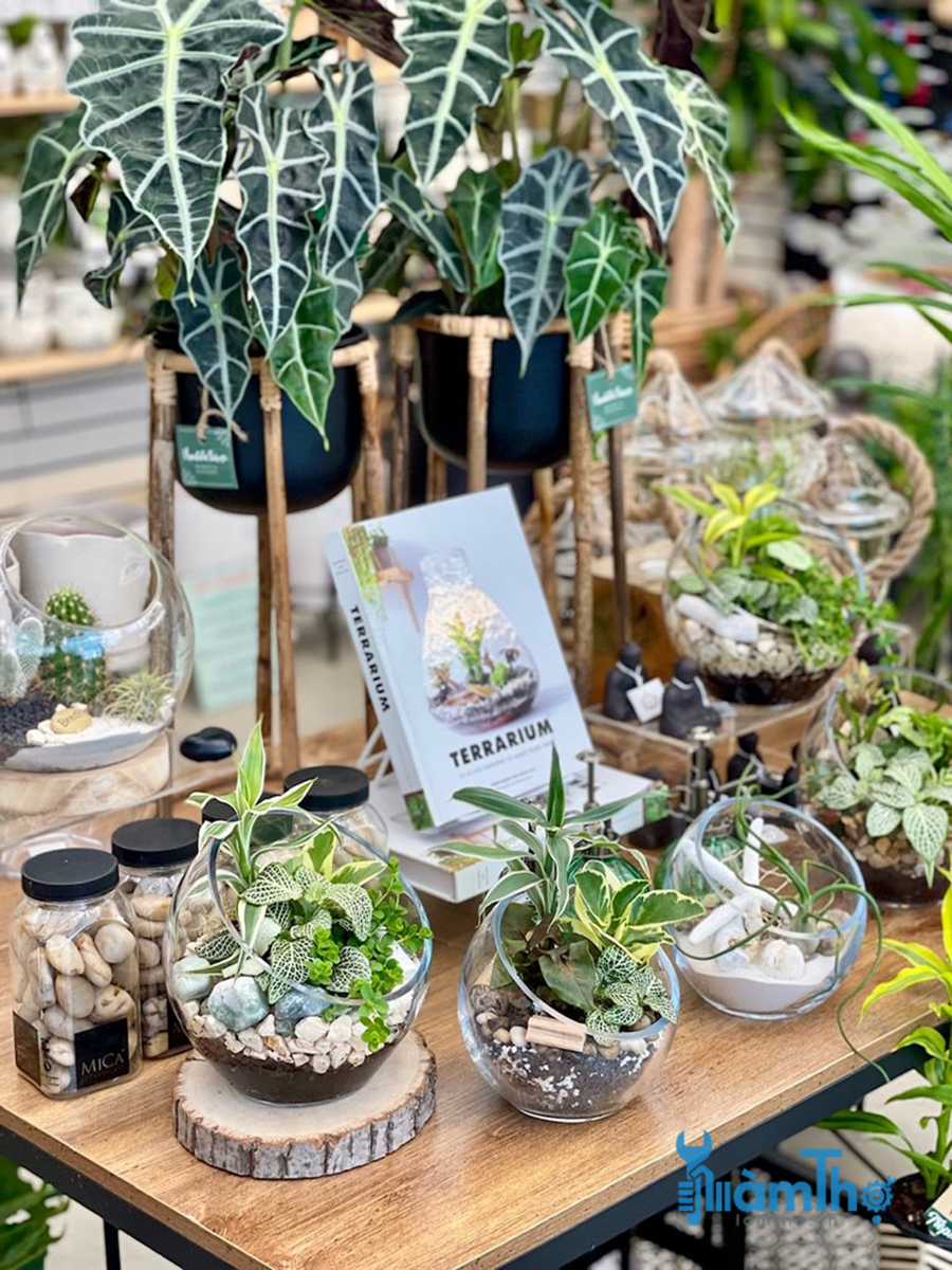 10 cây trồng chăm sóc ít phát triển tốt nhất trong Terrarium