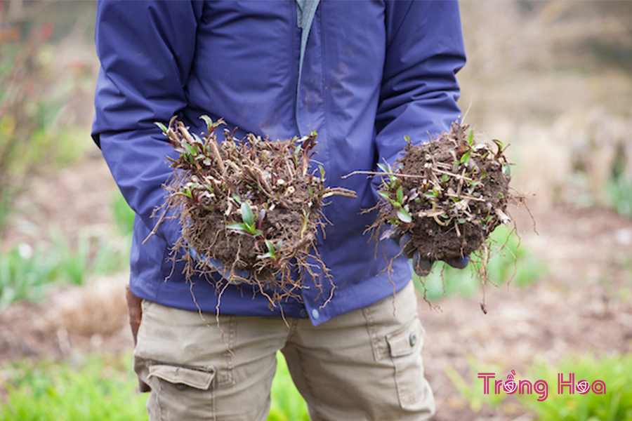 Cách chia rễ nhân giống hoa thạch thảo