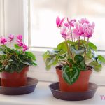 Các bước gieo hạt trồng hoa tiên khách lai Cyclamen