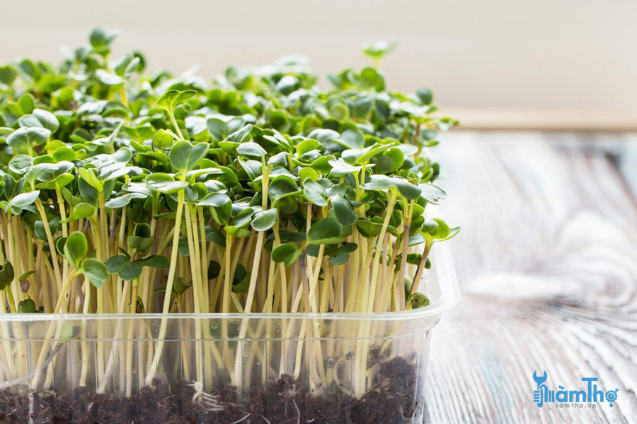 Bông cải xanh microgreen