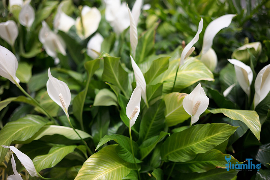 Cây lan ý (Spathiphyllum wallisii)