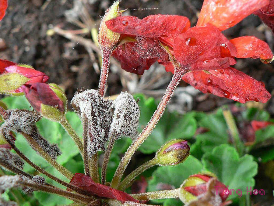 Bệnh mốc xám/thối đen (Botrytis blight)