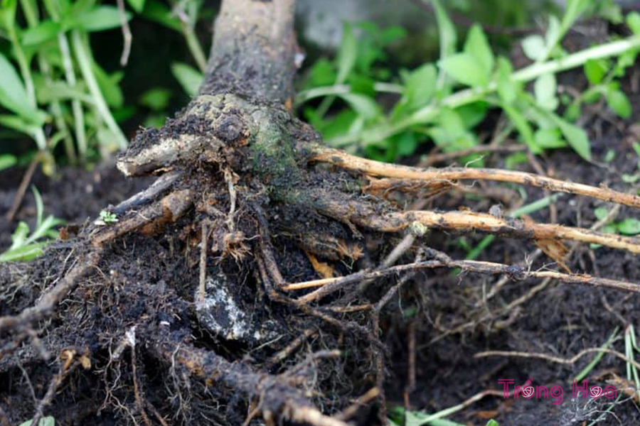 Bệnh thối rễ (Root rot)