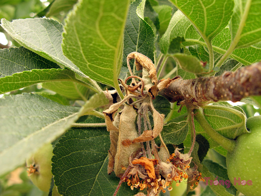 Bệnh cháy lá (Fire blight)