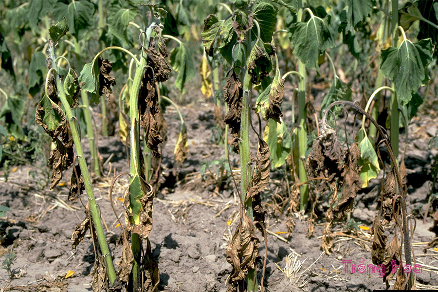 Bệnh héo do nấm Verticillium (Verticillium Wilt)