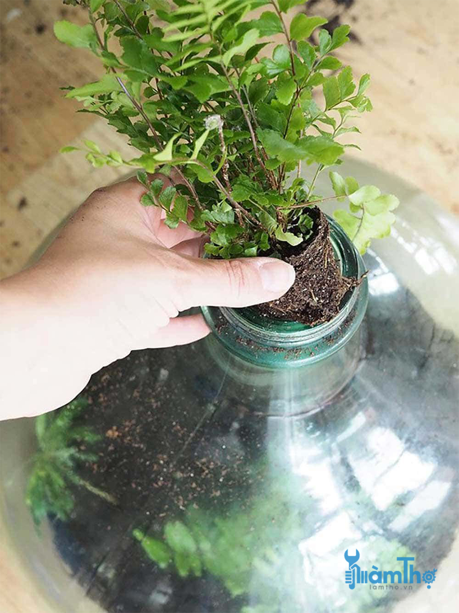 Cách trồng Terrarium trong chai thủy tinh lớn đóng kín