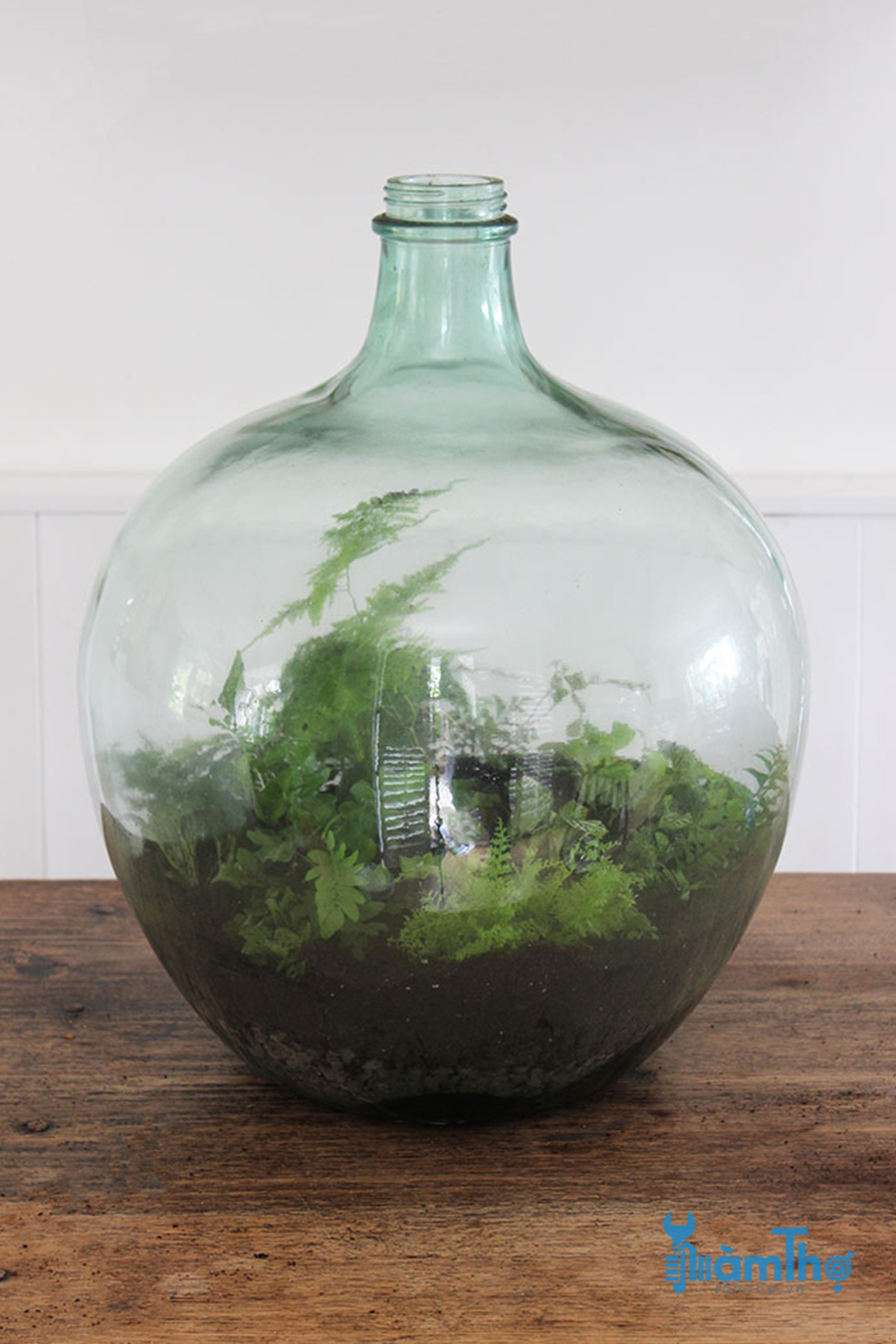 Cách trồng Terrarium trong chai thủy tinh lớn đóng kín