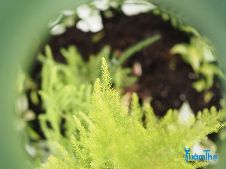 Terrarium trong chai thủy tinh