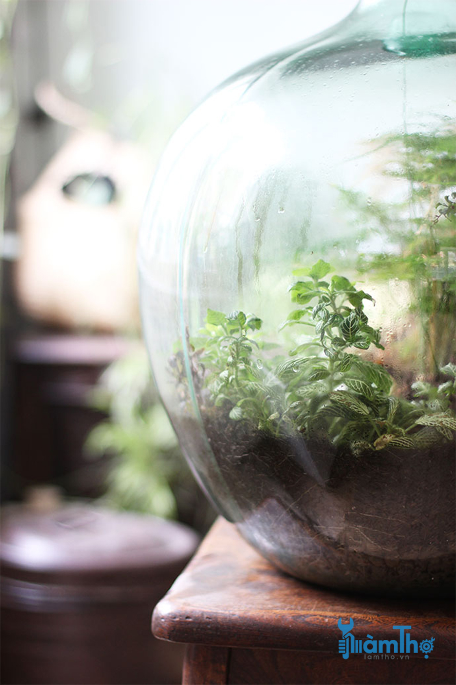 Cách trồng Terrarium trong chai thủy tinh lớn đóng kín