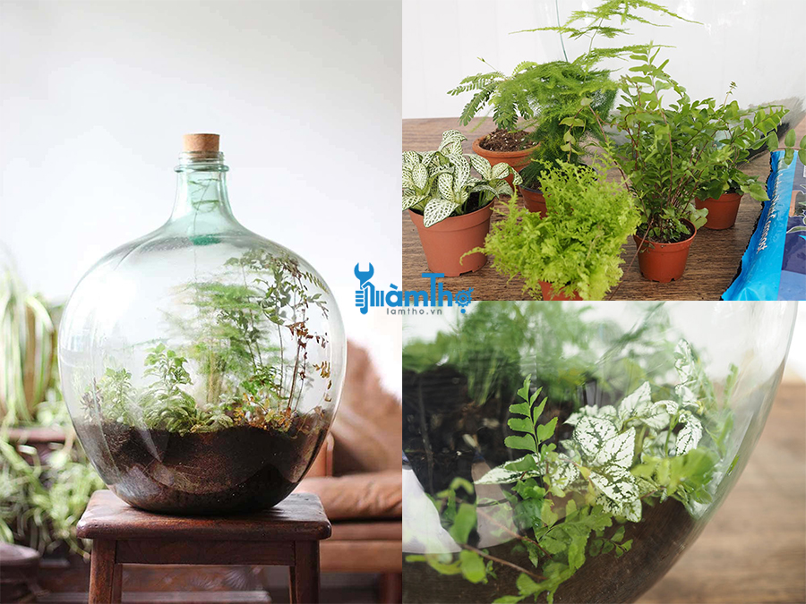 Cách trồng Terrarium trong chai thủy tinh lớn đóng kín