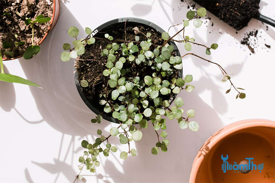 Cây lăn tăn/Artillery Fern (Pilea microphylla)