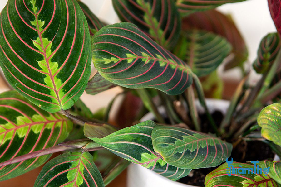 Cây dong vằn (Maranta leuconeura)