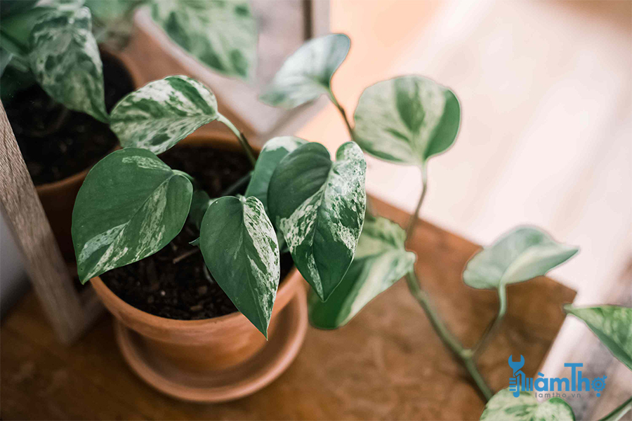 Trầu bà vàng Pothos (Epipremnum aureum)