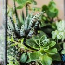 10 cây trồng chăm sóc ít phát triển tốt nhất trong Terrarium