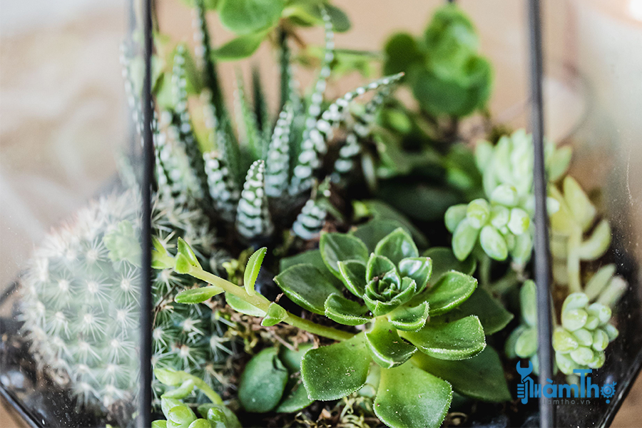 10 cây trồng chăm sóc ít phát triển tốt nhất trong Terrarium