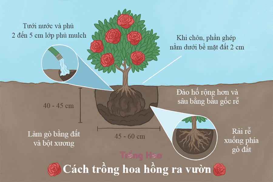 5 bước trồng hoa hồng đúng cách khi mới mua về