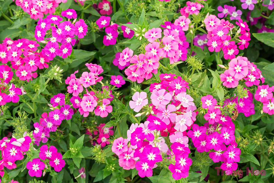 Các bước giâm rễ nhân giống hoa Phlox