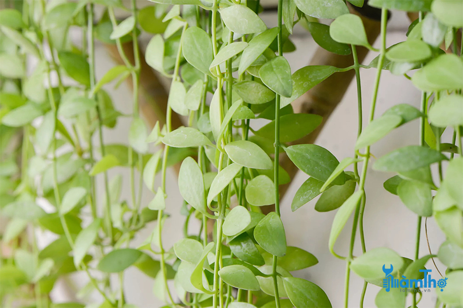 String of Nickels