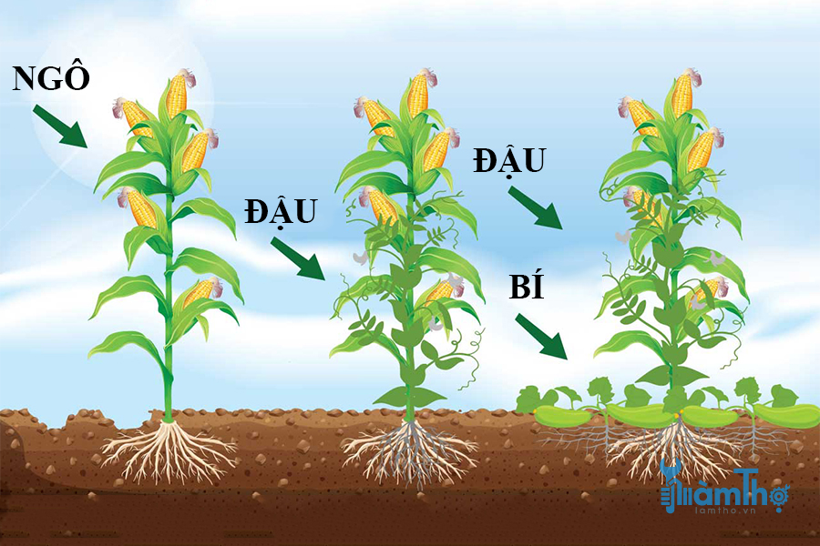 Kỹ thuật xen canh "ba chị em" bao gồm trồng ngô, đậu que và bí