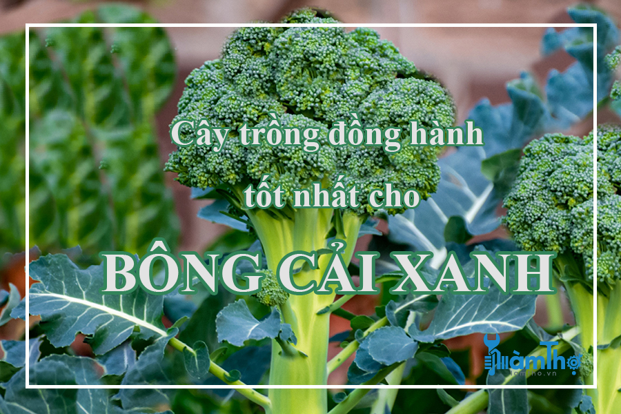 Các loại cây trồng đồng hành tốt nhất cho bông cải xanh