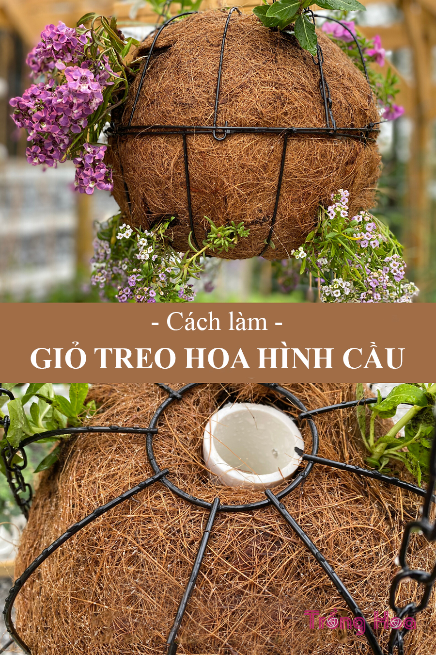 Làm thế nào để trồng một giỏ treo hoa hình cầu độc đáo