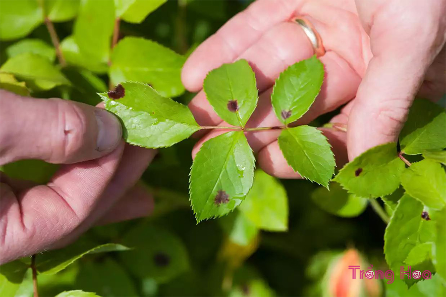 Bệnh đốm đen trên cây hoa hồng