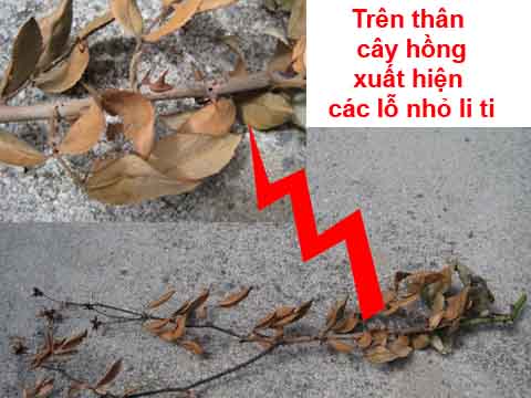 Sâu đục thân gây hại trên cây hoa hồng