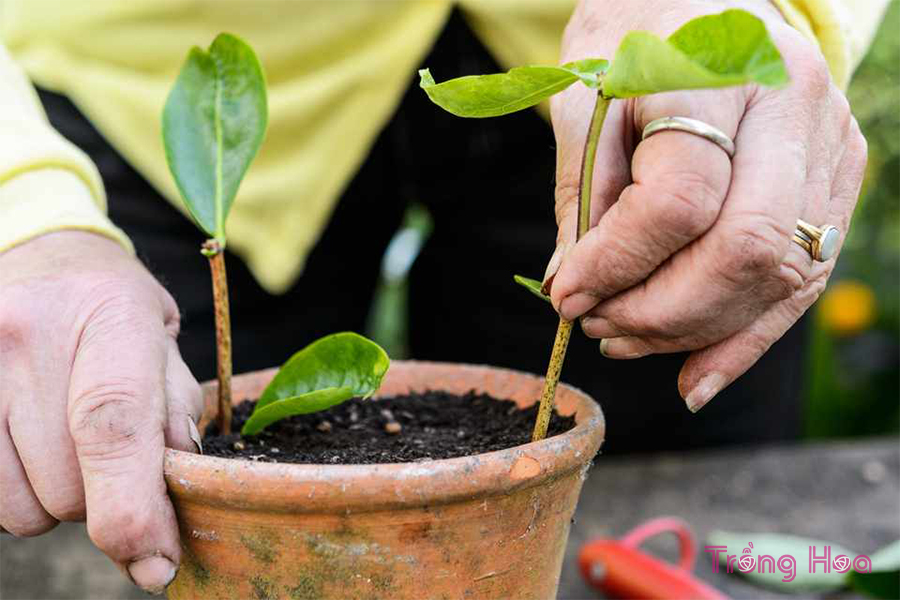 Cách nhân giống hoa kim ngân từ giâm cành