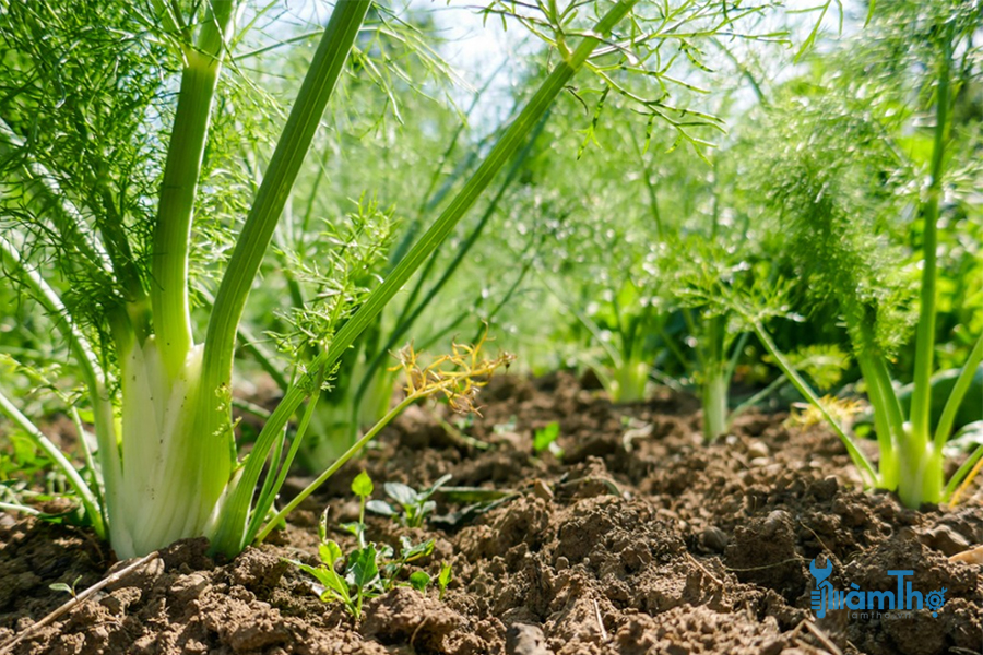 Tiểu hồi hương Fennel