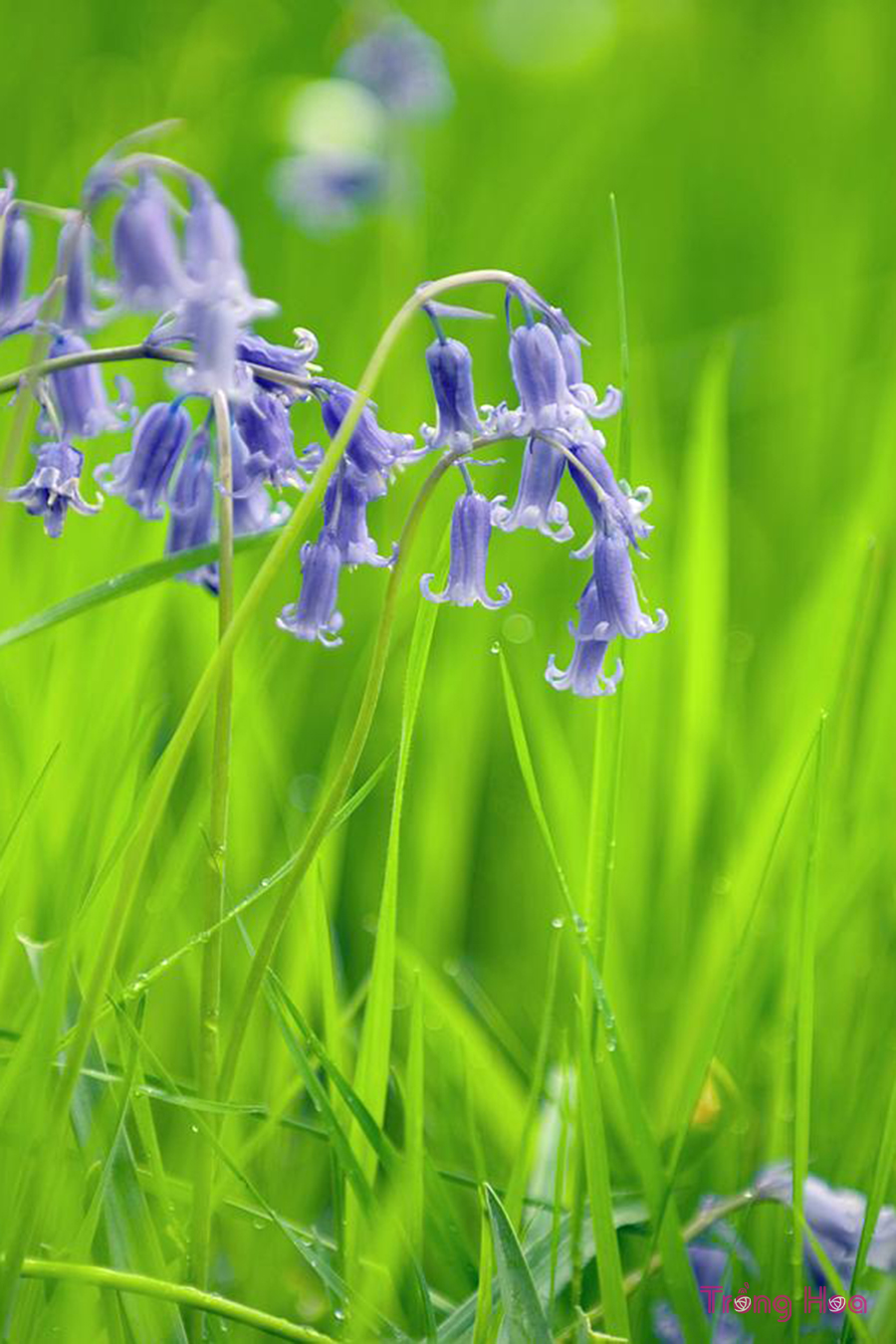 Hoa chuông xanh Bluebells (Hyacinthoides sp.)