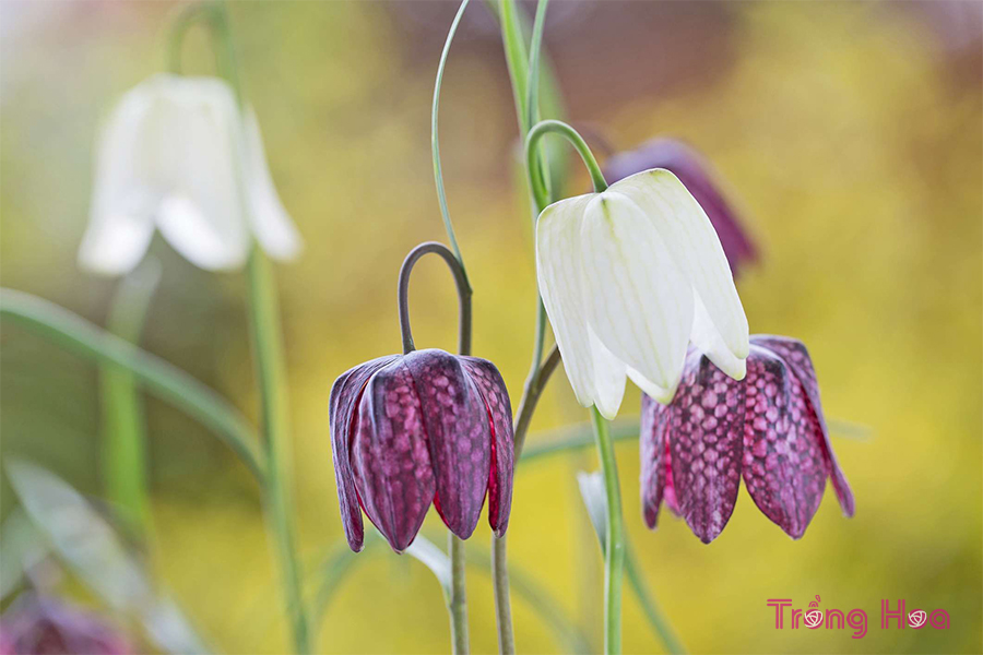 Chi Bối mẫu Fritillaria