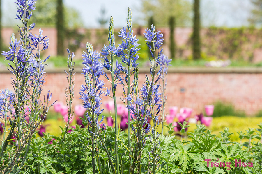 Hoa Wild Hyacinth (Camassia quamash)