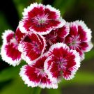 Sâu bệnh hại cây hoa Cẩm chướng và cách phòng trừ