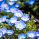 Cách trồng và chăm sóc hoa mắt xanh Nemophila