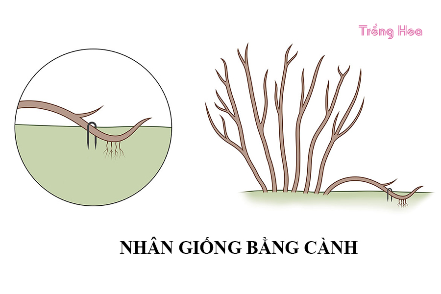 Trồng hoa cát đằng bằng cách gieo hạt và giâm cành