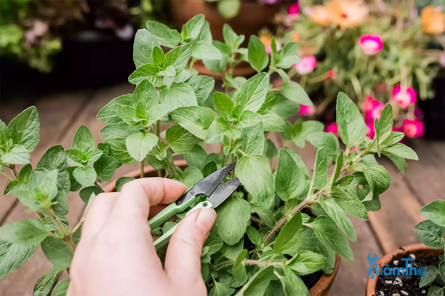 Thu hoạch lá kinh giới cay Oregano