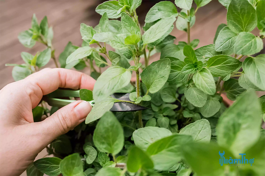 Oregano cần phải được thường xuyên ngắt ngọn