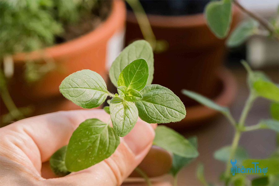 Lá kinh giới cay Oregano