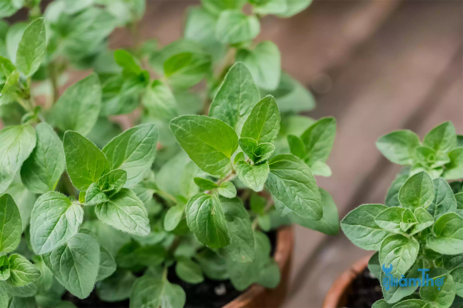 Lá kinh giới cay Oregano