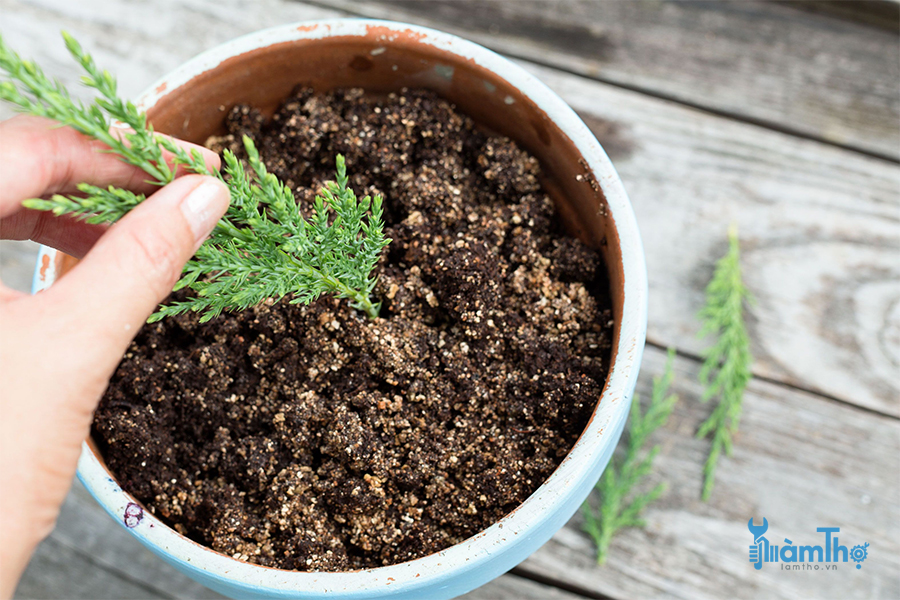 Cách giâm cành nhân giống cây lá kim Conifer