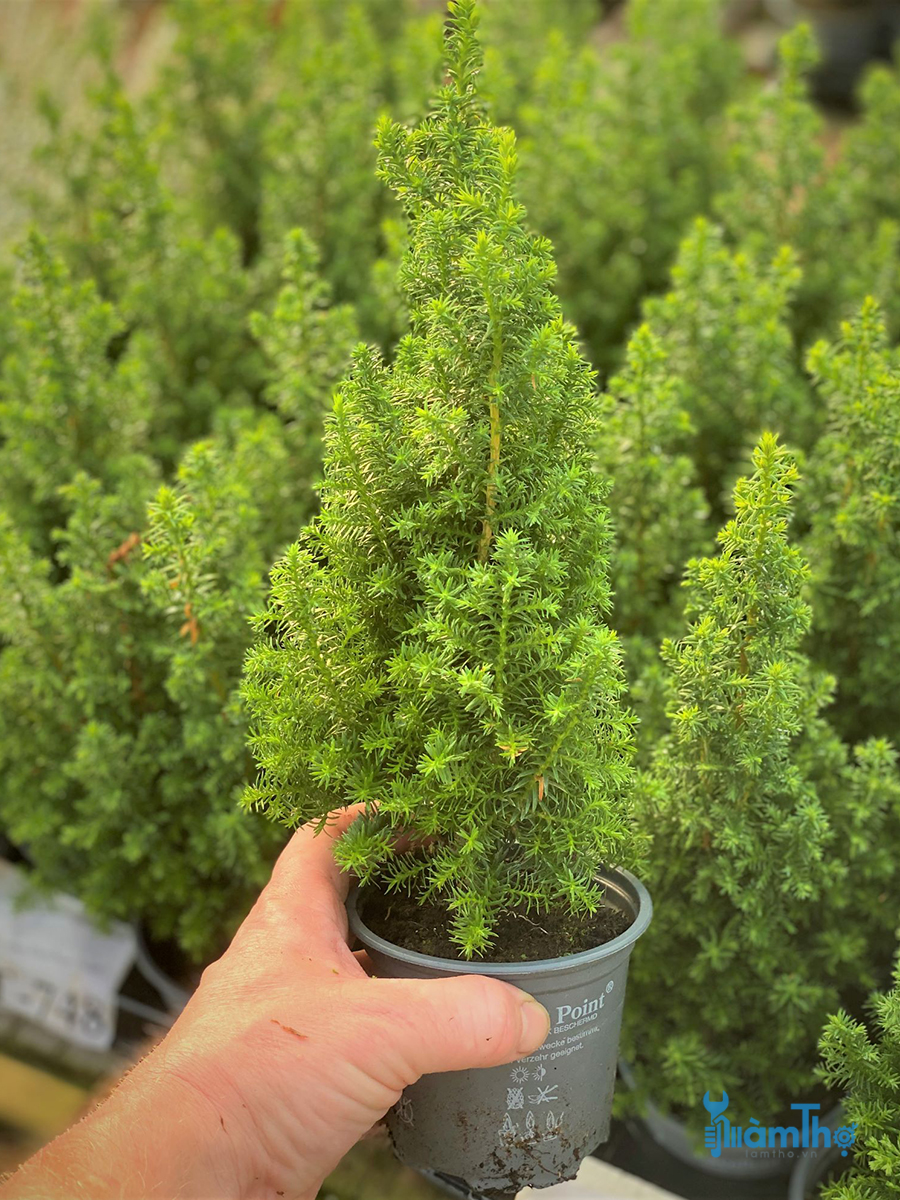 Cách giâm cành nhân giống cây lá kim Conifer