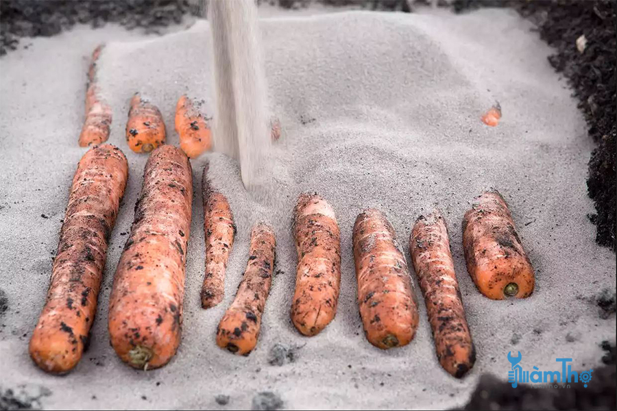 Cách bảo quản cà rốt 