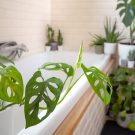Gợi ý các loại cây trong nhà tốt nhất cho phòng tắm