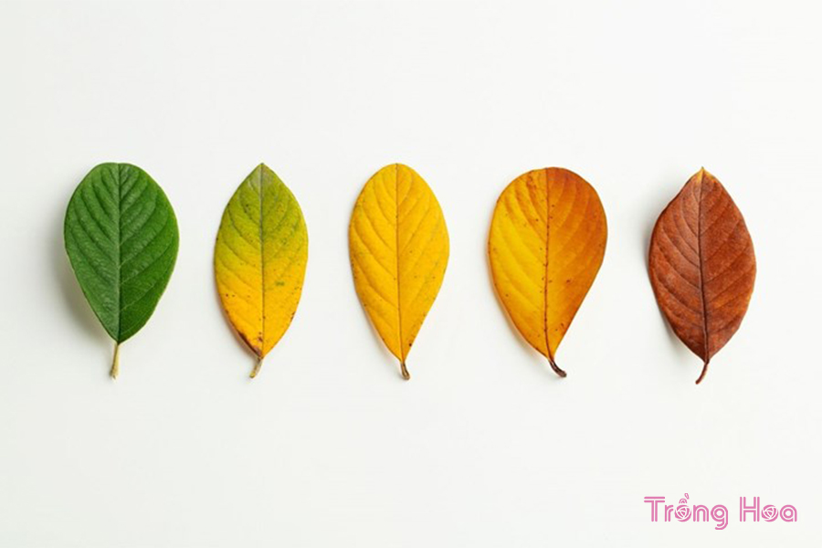 Nguyên nhân và cách khắc phục cây dành dành bị vàng lá