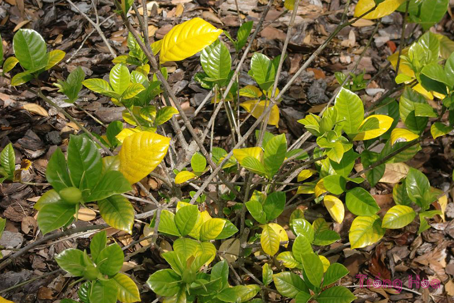 Nguyên nhân và cách khắc phục cây dành dành bị vàng lá