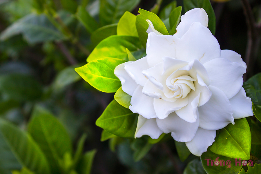 Nguyên nhân và cách khắc phục cây dành dành bị vàng lá