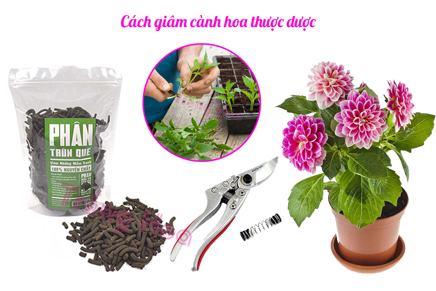 Bật mí cách giâm cành hoa thược dược đón Tết về