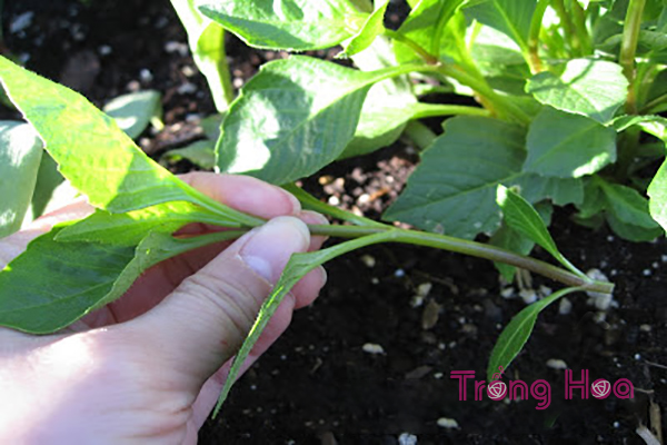 Bật mí cách giâm cành hoa thược dược đón Tết về