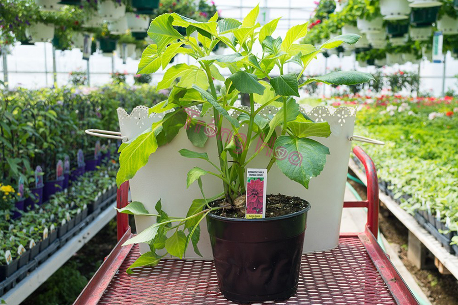 Bật mí cách giâm cành hoa thược dược đón Tết về